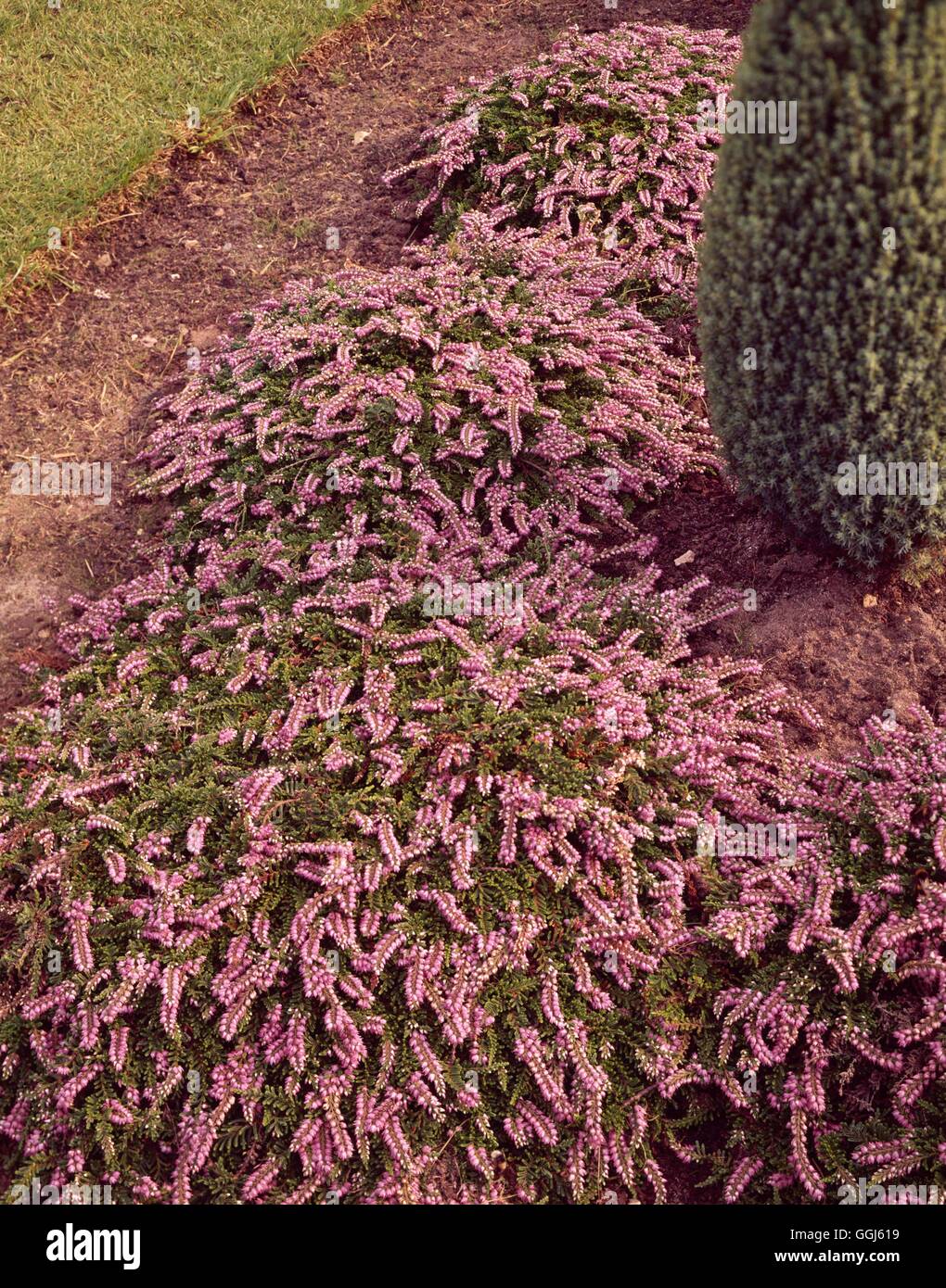 Calluna vulgaris - `Mrs. Ronald Gray' (Aug/Oct)   CAL042156 Stock Photo